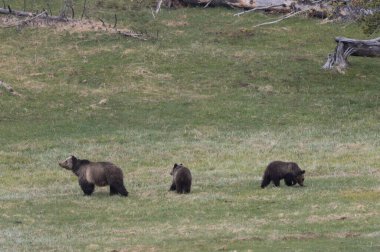 Baharda Yellowstone Ulusal Parkı 'nda bir boz ayı ve yavruları var.