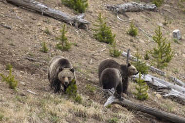 Baharda Yellowstone Ulusal Parkı 'nda bir boz ayı ve yavruları var.