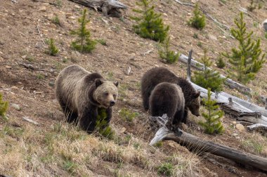 Baharda Yellowstone Ulusal Parkı 'nda bir boz ayı ve yavruları var.