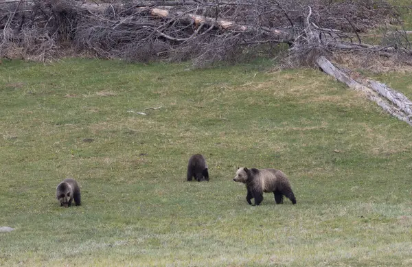 Baharda Yellowstone Ulusal Parkı 'nda bir boz ayı ve yavruları var.