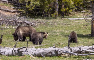 Baharda Yellowstone Ulusal Parkı 'nda bir boz ayı ve yavruları var.
