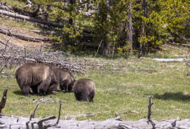 Baharda Yellowstone Ulusal Parkı 'nda bir boz ayı ve yavruları var.