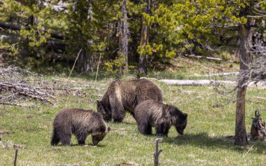 Baharda Yellowstone Ulusal Parkı 'nda bir boz ayı ve yavruları var.