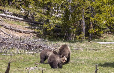 Baharda Yellowstone Ulusal Parkı 'nda bir boz ayı ve yavruları var.