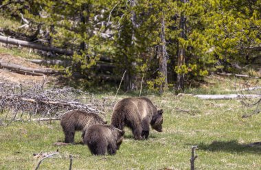 Baharda Yellowstone Ulusal Parkı 'nda bir boz ayı ve yavruları var.