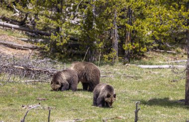 Baharda Yellowstone Ulusal Parkı 'nda bir boz ayı ve yavruları var.