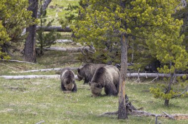 Baharda Yellowstone Ulusal Parkı 'nda bir boz ayı ve yavruları var.