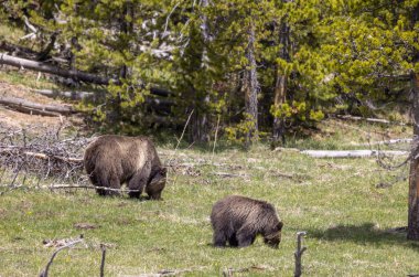 Baharda Yellowstone Ulusal Parkı 'nda bir boz ayı ve yavruları var.