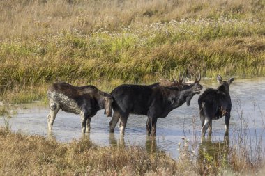 Sonbaharda Wyoming 'de inekleri olan bir geyik.
