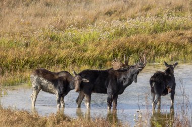 a bull moose with cows during the rut in Wyoming in autumn clipart