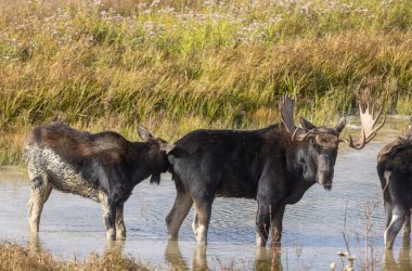 Sonbaharda Wyoming 'de inekleri olan bir geyik.