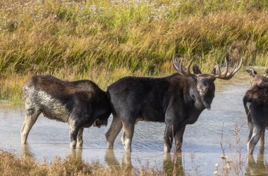 Sonbaharda Wyoming 'de inekleri olan bir geyik.