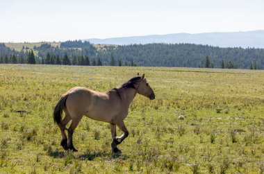 Yazın Montana 'daki Pryor Dağları' nda vahşi bir at