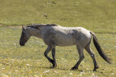 Yazın Montana 'daki Pryor Dağları' nda vahşi bir at
