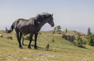 Yazın Montana 'daki Pryor Dağları' nda vahşi bir at