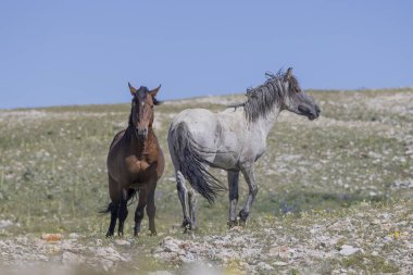 wild horses in summer in the Pryor Mountains Montana