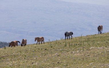 wild horses in summer in the Pryor Mountains Montana