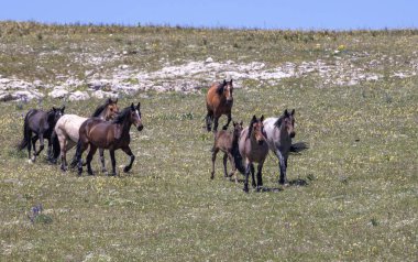 wild horses in summer in the Pryor Mountains Montana