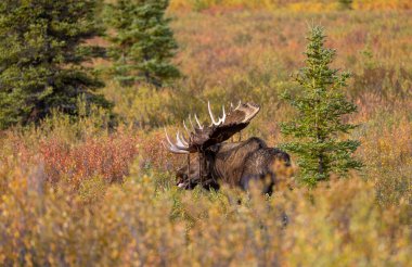 Alaska Yukon geyiği Sonbaharda Denali Ulusal Parkı Alaska 'da