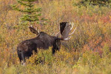 Alaska Yukon geyiği Sonbaharda Denali Ulusal Parkı Alaska 'da