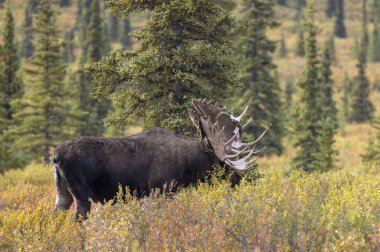 Alaska Yukon geyiği Sonbaharda Denali Ulusal Parkı Alaska 'da