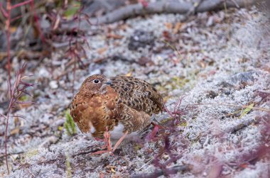 Auutmn 'daki Denali Ulusal Parkı Alaska' da sonbahar tesisatında bir söğüt ağacı.