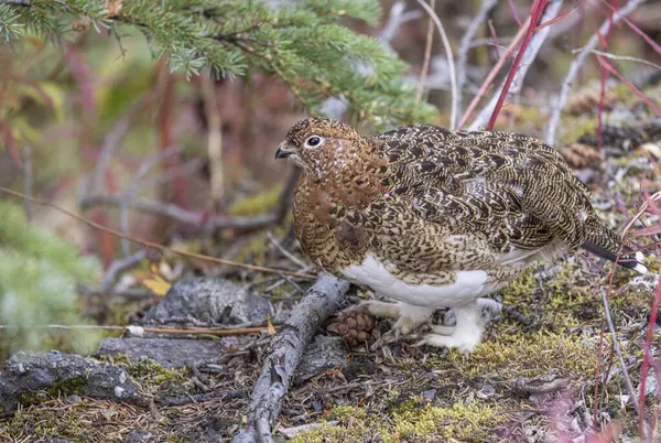 stock image a willow ptarmigan in fall plummage in Denali National Park Alaska in auutmn