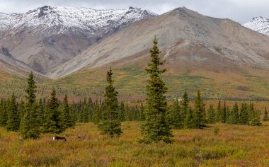 Sonbaharda Denali Ulusal Parkı Alaska 'da kıraç bir ren geyiği boğası.