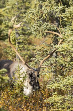 Sonbaharda Denali Ulusal Parkı Alaska 'da kıraç bir ren geyiği boğası.