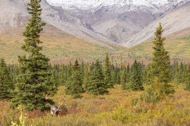 Sonbaharda Denali Ulusal Parkı Alaska 'da kıraç bir ren geyiği boğası.