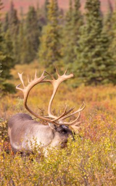 Sonbaharda Denali Ulusal Parkı Alaska 'da kıraç bir ren geyiği boğası.