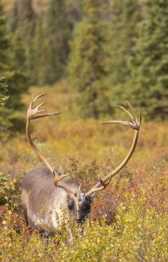 Sonbaharda Denali Ulusal Parkı Alaska 'da kıraç bir ren geyiği boğası.