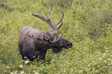 Alaska 'daki Alaska Geyiği Auutmn' da bir boğa.