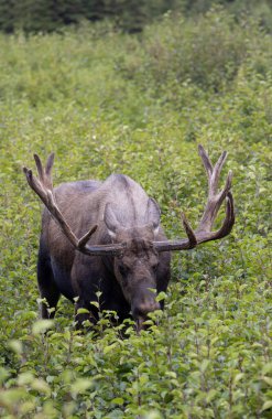 Alaska 'daki Alaska Geyiği Auutmn' da bir boğa.