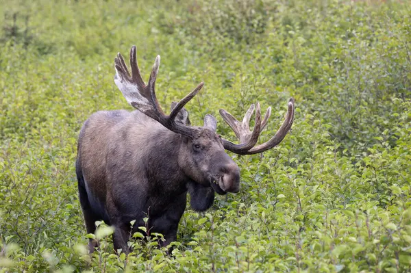 Alaska 'daki Alaska Geyiği Auutmn' da bir boğa.