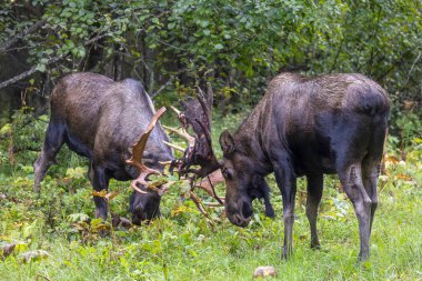 Alaska 'da sonbaharda dövüşen bir çift Yukon geyiği.