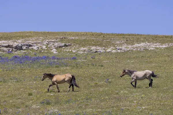 Pryor Dağlarında ilkbaharda vahşi atlar Montana 'da