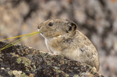 Sonbaharda Denali Ulusal Parkı Alaska 'da şirin yakalı bir pika.