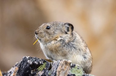 Sonbaharda Denali Ulusal Parkı Alaska 'da şirin yakalı bir pika.