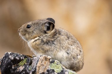 Sonbaharda Denali Ulusal Parkı Alaska 'da şirin yakalı bir pika.