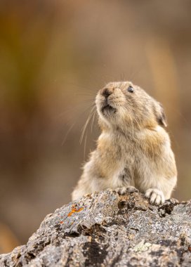 Sonbaharda Denali Ulusal Parkı Alaska 'da şirin yakalı bir pika.