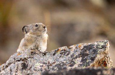Sonbaharda Denali Ulusal Parkı Alaska 'da şirin yakalı bir pika.