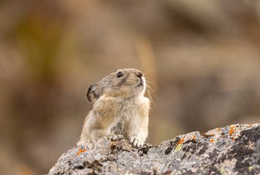 Sonbaharda Denali Ulusal Parkı Alaska 'da şirin yakalı bir pika.
