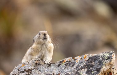 Sonbaharda Denali Ulusal Parkı Alaska 'da şirin yakalı bir pika.