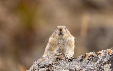 Sonbaharda Denali Ulusal Parkı Alaska 'da şirin yakalı bir pika.