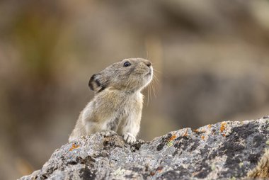 Sonbaharda Denali Ulusal Parkı Alaska 'da şirin yakalı bir pika.