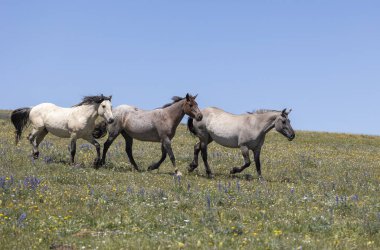 Yazın Montana 'daki Pryor Dağları' nda vahşi atlar