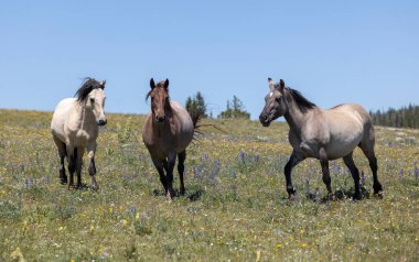 Yazın Montana 'daki Pryor Dağları' nda vahşi atlar