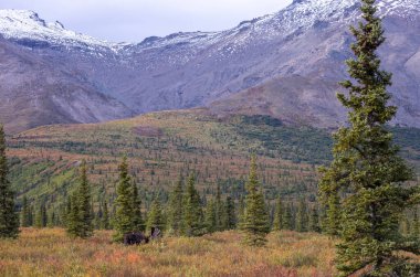 Alaska Yukon geyiği Sonbaharda Denali Ulusal Parkı Alaska 'da