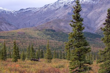 Alaska Yukon geyiği Sonbaharda Denali Ulusal Parkı Alaska 'da